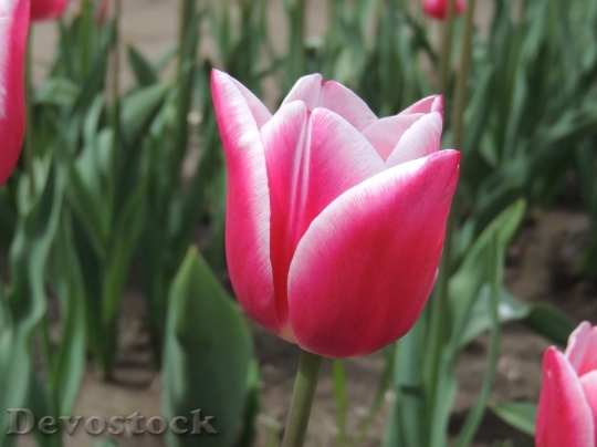Devostock Flower Tulip Cute Life