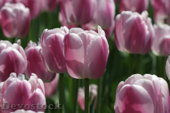 Devostock Flower Tulip Festival 1580977