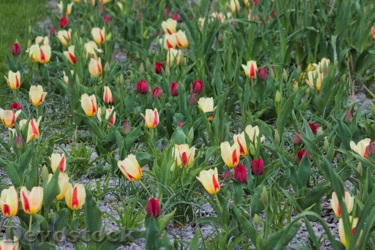 Devostock Flower Tulip Field Field