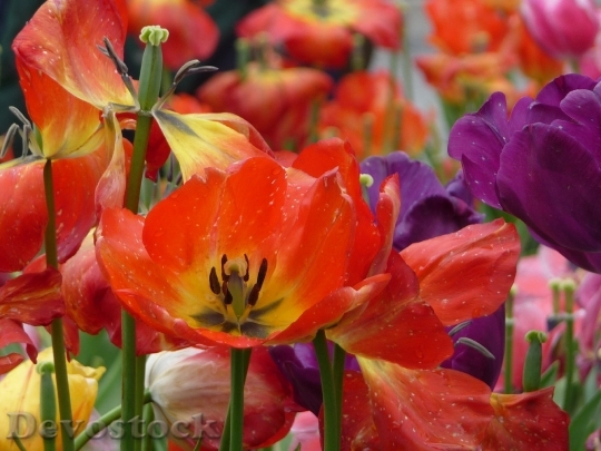 Devostock Flower Tulip Flora Colorful