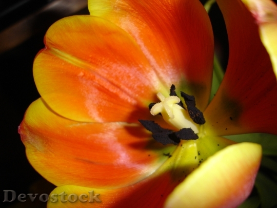 Devostock Flower Tulip Floral Plant