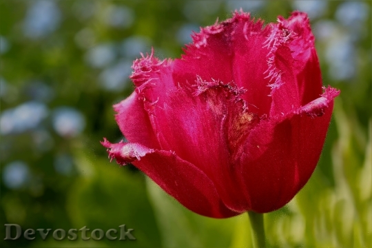 Devostock Flower Tulip Frans Tulip