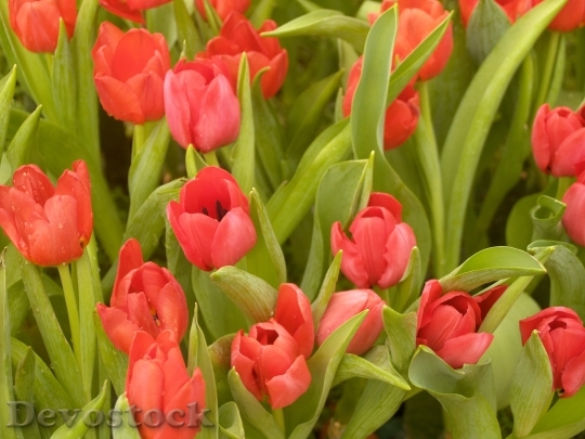 Devostock Flower Tulip Holland Outdoor 0