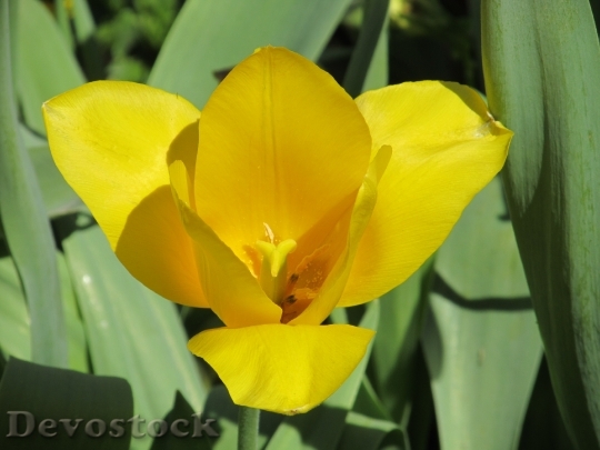 Devostock Flower Tulip Macro Yellow