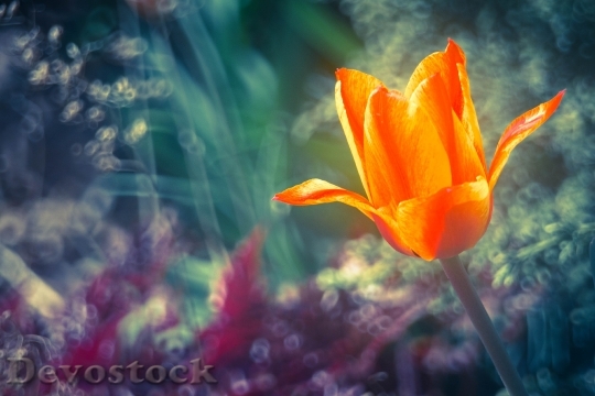 Devostock Flower Tulip Nature 331282