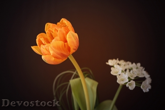 Devostock Flower Tulip Orange Flower