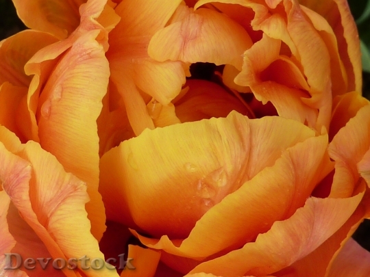 Devostock Flower Tulip Orange Golden