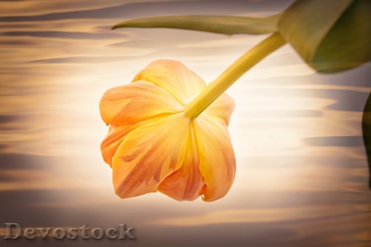 Devostock Flower Tulip Orange Orange 1