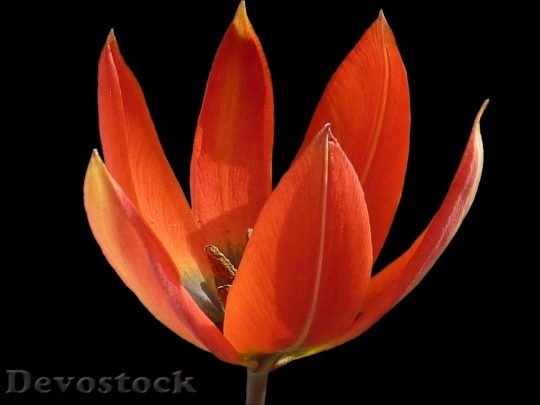 Devostock Flower Tulip Orange Whittallii