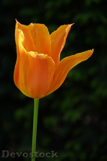 Devostock Flower Tulip Orange Yellow 0