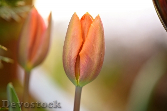 Devostock Flower Tulip Pale Orange