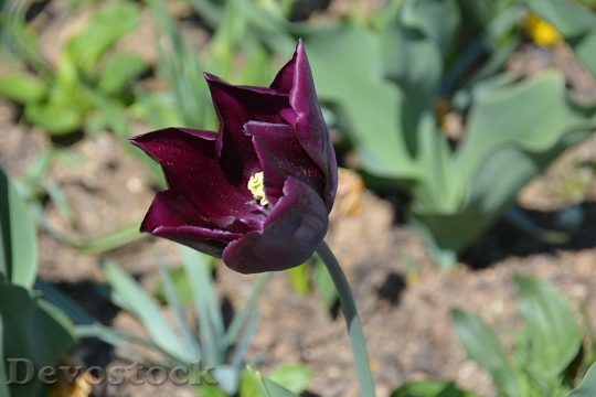 Devostock Flower Tulip Petal Color