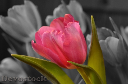 Devostock Flower Tulip Pink 143489