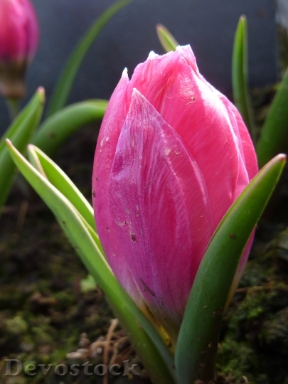 Devostock Flower Tulip Pink 610437