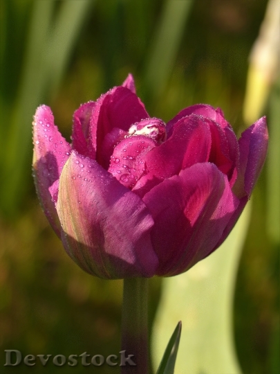 Devostock Flower Tulip Pink Evening