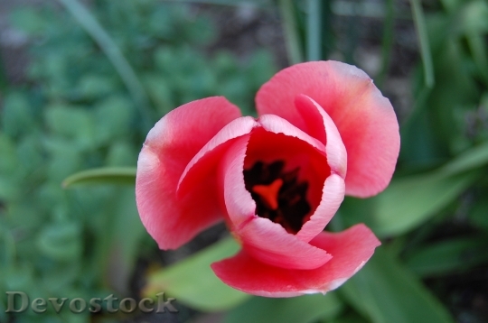 Devostock Flower Tulip Pink Flowers