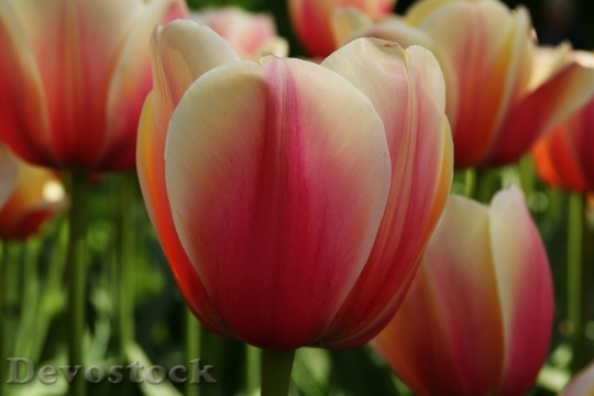 Devostock Flower Tulip Pink Plant