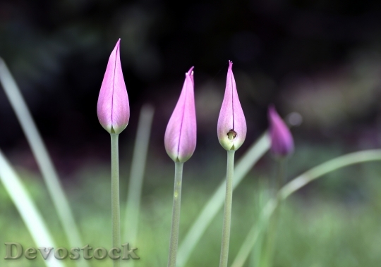Devostock Flower Tulip Pink Rod