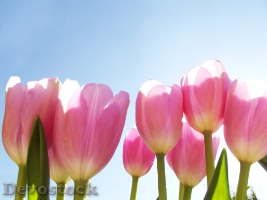 Devostock Flower Tulip Pink Spring 0