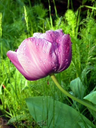 Devostock Flower Tulip Pink Spring 1