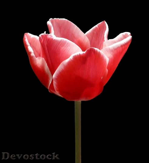 Devostock Flower Tulip Pink Spring