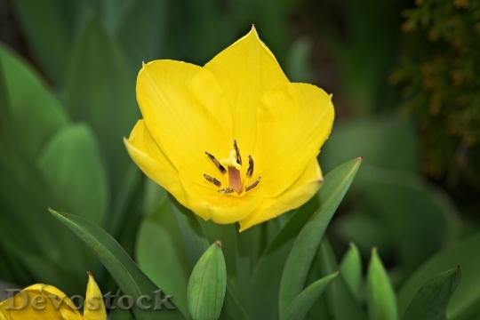 Devostock Flower Tulip Plant Blossom
