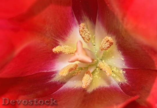 Devostock Flower Tulip Pollen Stamens