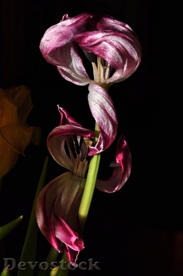 Devostock Flower Tulip Purple Overblown