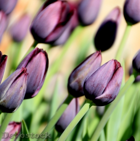 Devostock Flower Tulip Purple Spring 0