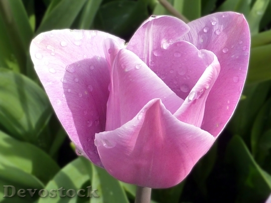 Devostock Flower Tulip Purple Spring