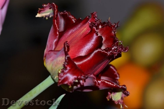 Devostock Flower Tulip Red 670415