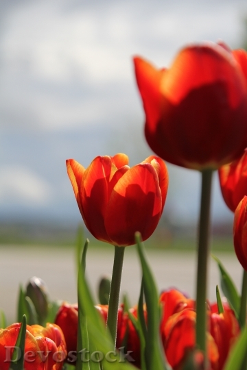 Devostock Flower Tulip Red 840893