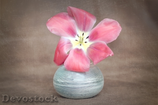 Devostock Flower Tulip Red Blossom