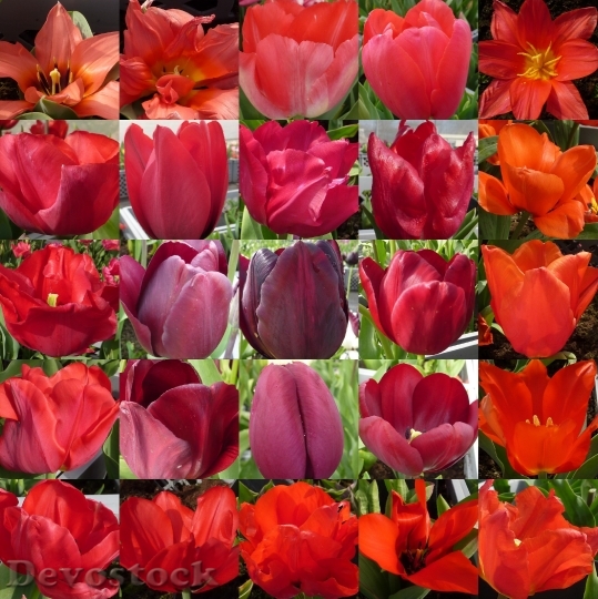 Devostock Flower Tulip Red Collage