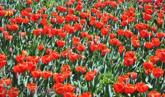 Devostock Flower Tulip Red Fields