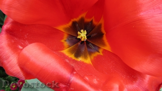 Devostock Flower Tulip Red Network