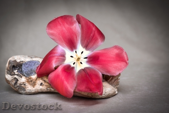 Devostock Flower Tulip Red Red