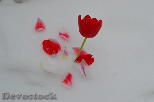 Devostock Flower Tulip Red Spring 0