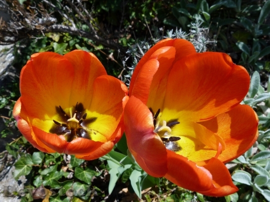 Devostock Flower Tulip Red Spring 1