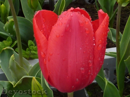 Devostock Flower Tulip Red Spring