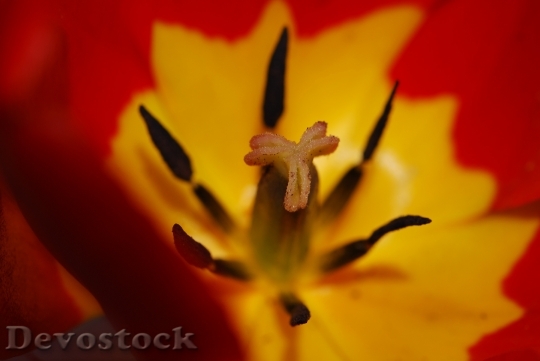 Devostock Flower Tulip Red Yellow
