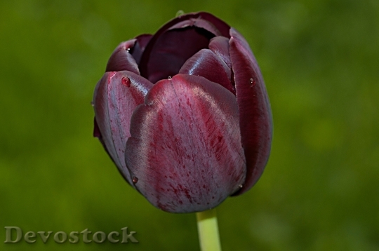 Devostock Flower Tulip Schnittblume 755407