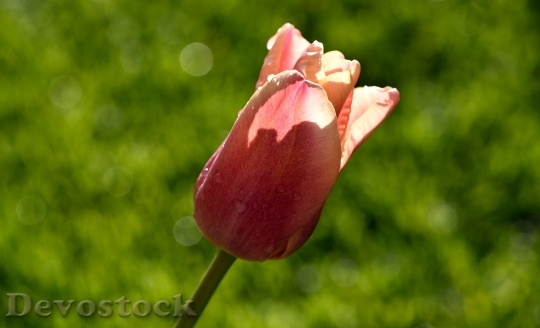 Devostock Flower Tulip Schnittblume 768208