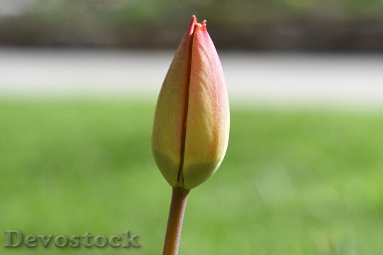 Devostock Flower Tulip Schnittblume Blossom