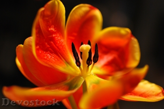 Devostock Flower Tulip Spring 1326774