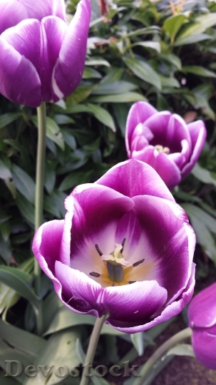 Devostock Flower Tulip Spring Blossom