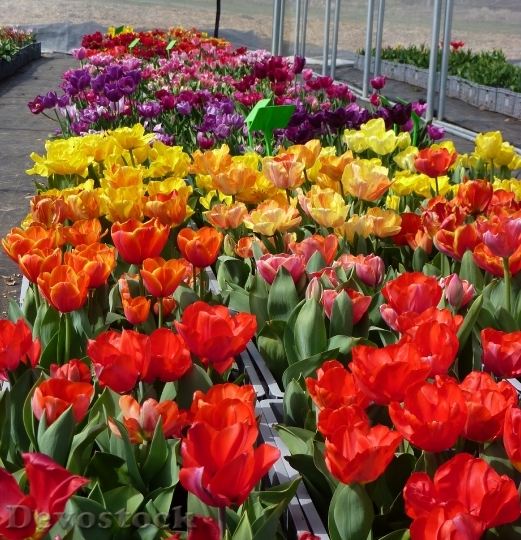 Devostock Flower Tulip Spring Color