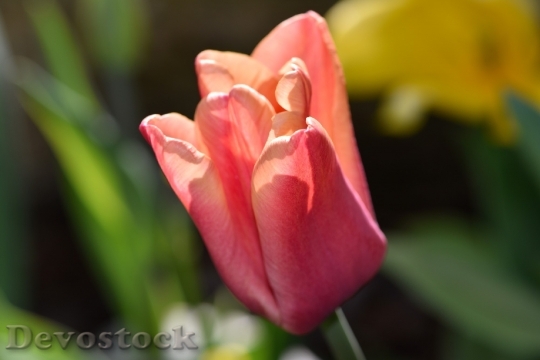 Devostock Flower Tulip Spring Flower