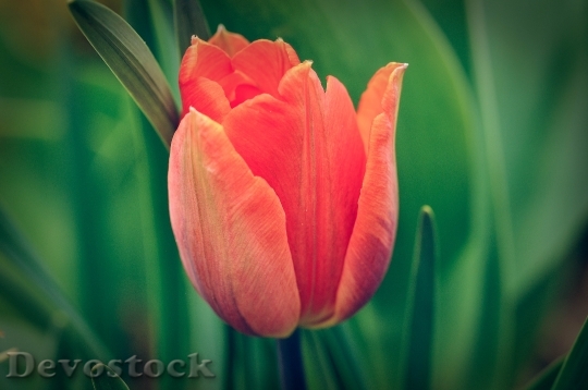 Devostock Flower Tulip Spring Flowers 2