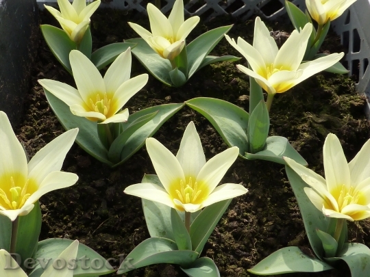 Devostock Flower Tulip Spring Kaufamanniana